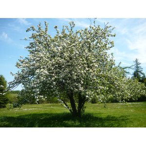 Okrasná jabloň (Malus) ´RED SENTINEL´ výška: 150-200 cm, obvod kmeňa 4/6 cm, kont. C10L